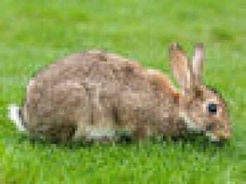 Анализ полных геномов диких и домашних кроликов выявил отпечаток одомашнивания. На фото дикий или европейский кролик 