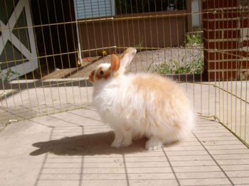 Учёные полагают, что в случае возвращения в дикую природу, естественный отбор быстро избавится от признаков, приобретённых в ходе одомашнивания. На фото ангорский кролик (фото Wikipedia Commons).